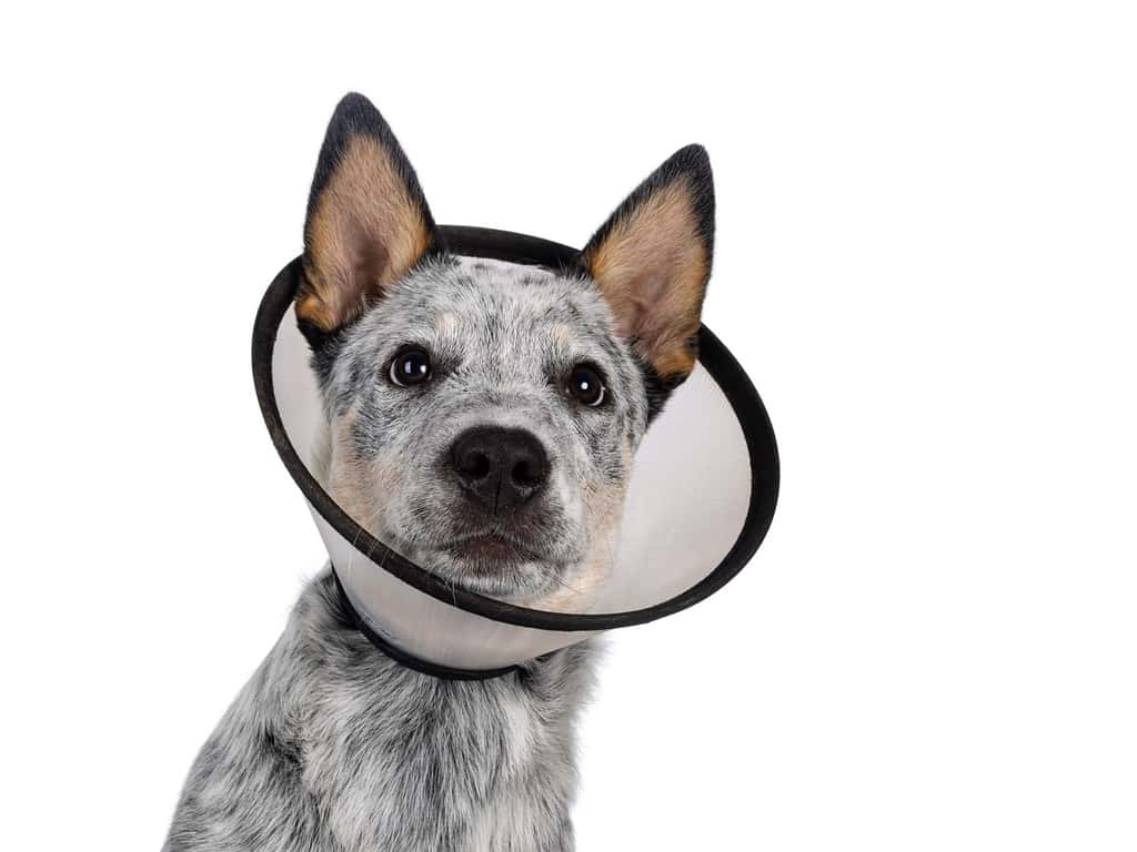 Colpo alla testa di un simpatico cucciolo di cane bovino, che indossa un cono medico intorno al collo.  Guardando accanto alla fotocamera.  Lingua fuori, ansimante.  Isolato su uno sfondo bianco.