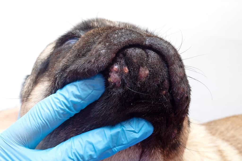 Il medico veterinario in guanti medici esamina le ferite alla testa del cane.  cane carlino con ferite rosse infiammate sul viso.  Allergia al cane, dermatite, un'infezione fungina sulla pelle del viso di un cane