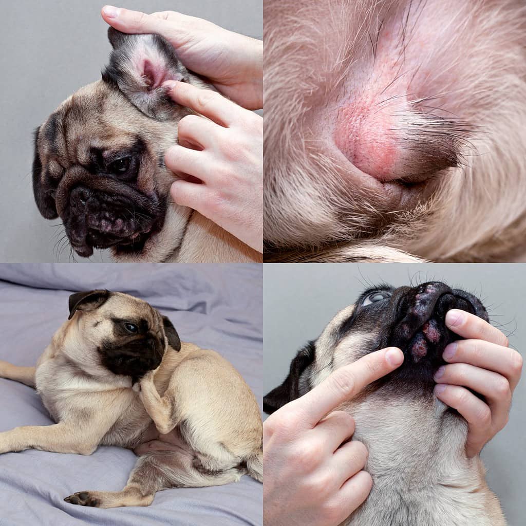 problemi dermatologici causati da allergie nei cani.  collage con cane carlino