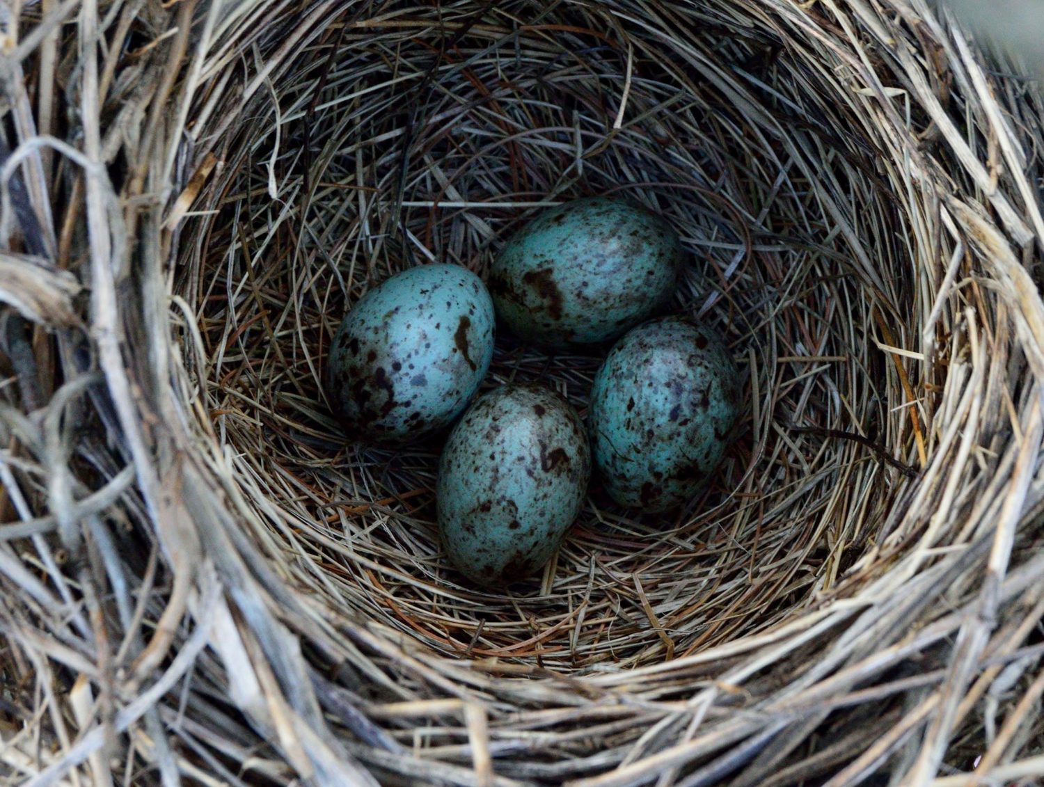 un nido di corvo e uova nel nido
