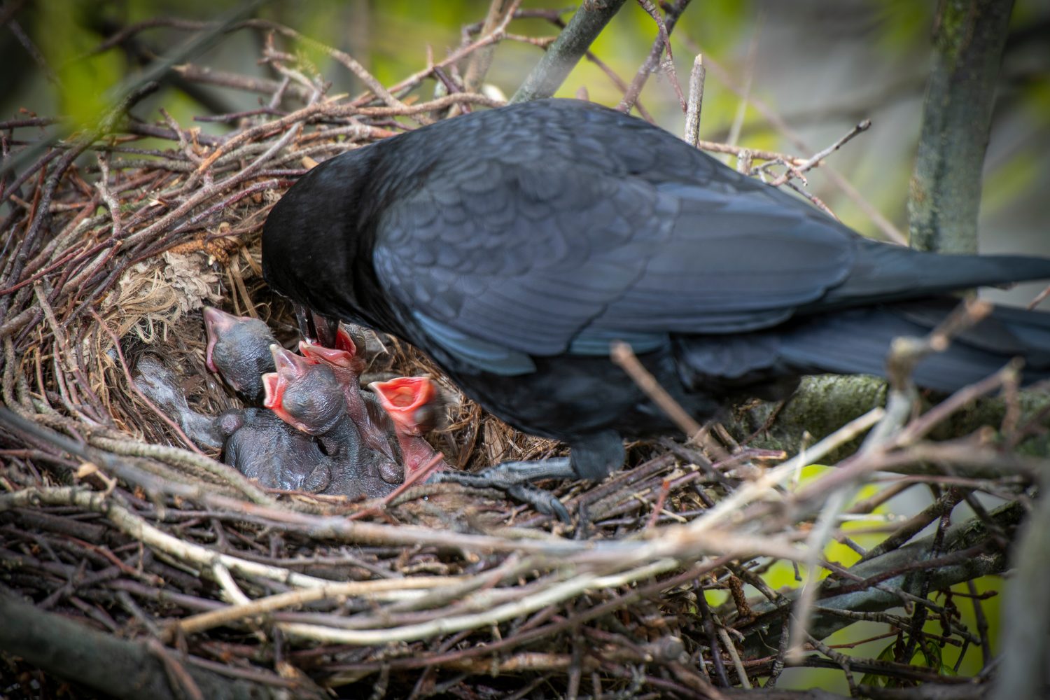 Genitori di corvi che danno da mangiare a giovani corvi, cuccioli, koel, cuculi nel nido
