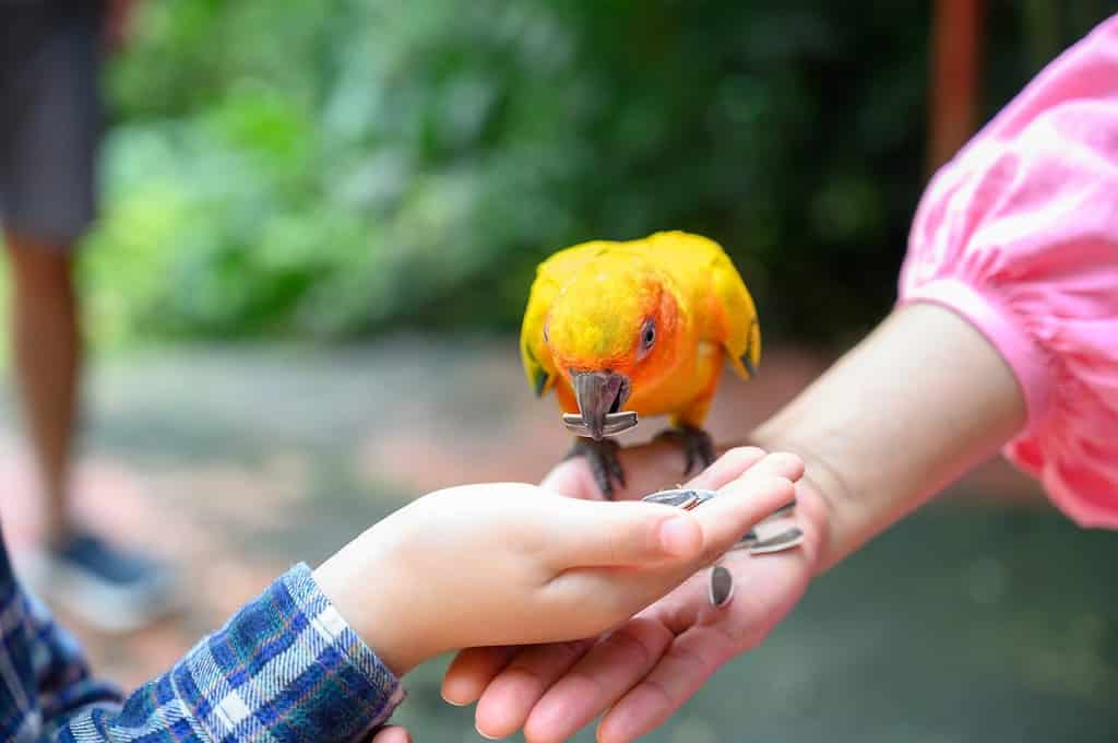 Pappagallo conuro del sole o uccello colorato Aratinga solstitialis che mangia semi di girasole dalla mano di madre e figlio.  Amanti degli uccelli, concetto di giornata internazionale degli uccelli