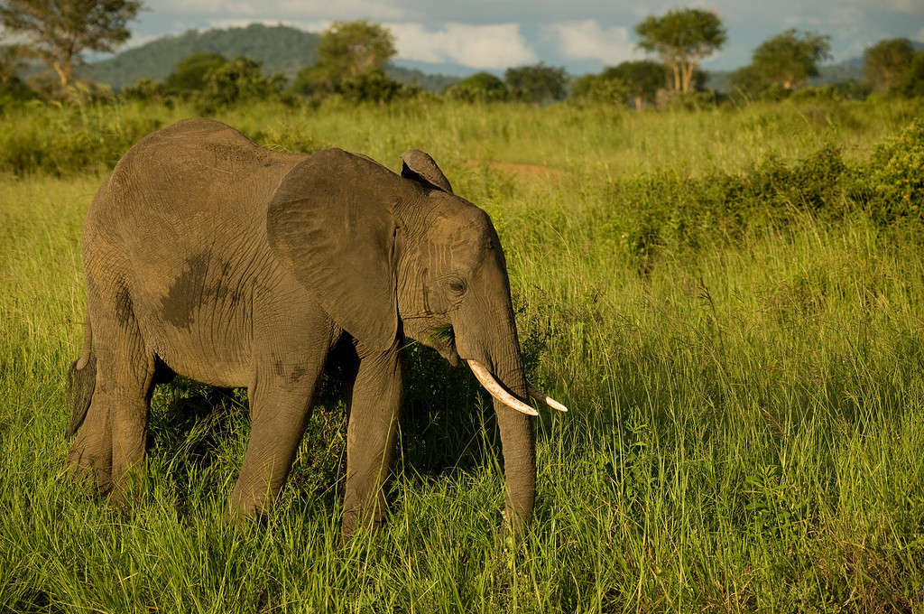 Elefante maschio singolo nel Mikumi