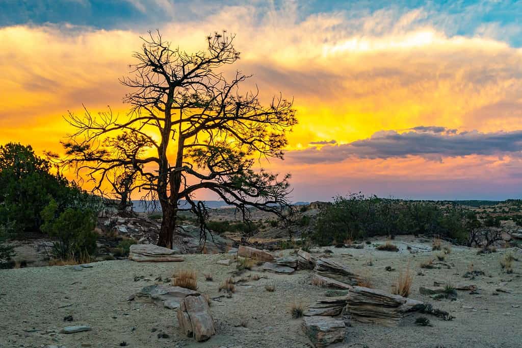 Stati Uniti d'America, Nuovo Messico Ojito Wilderness.  Temporale pomeridiano in montagna.