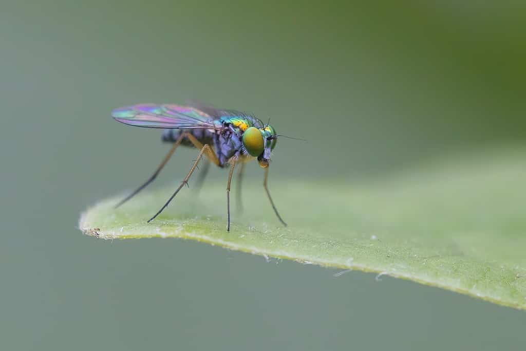 mosca dalle gambe lunghe (Condylostylus sipho)