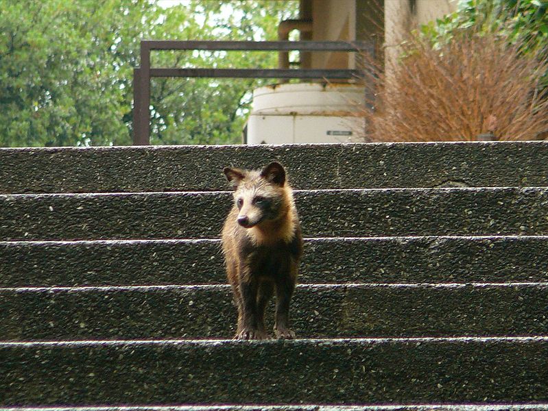 cane procione sulle scale