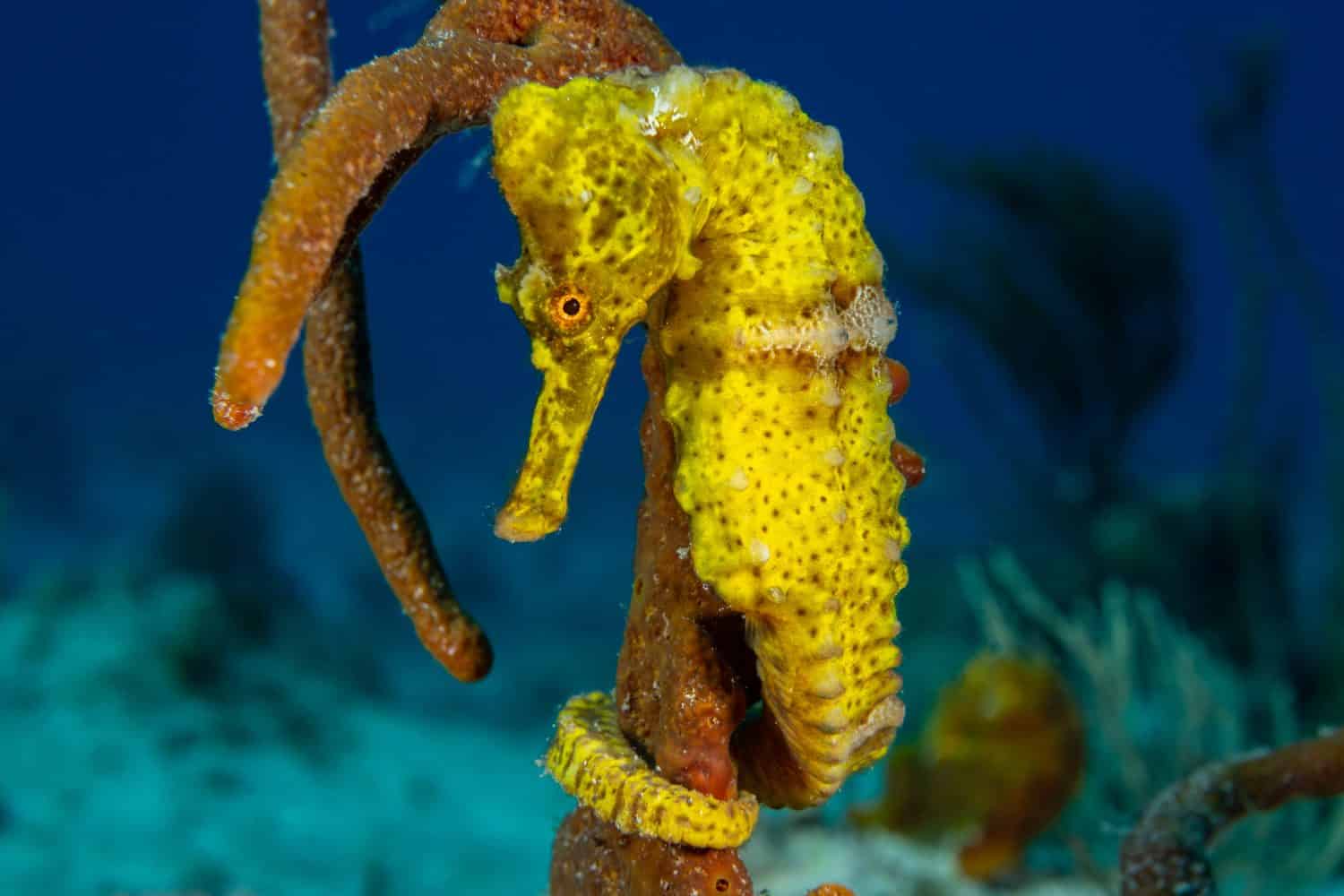   Un bellissimo cavalluccio marino giallo dal muso lungo in una posa classica con la coda avvolta attorno ad una spugna.  La creatura è stata uccisa in natura da un subacqueo sulla barriera corallina delle Isole Cayman