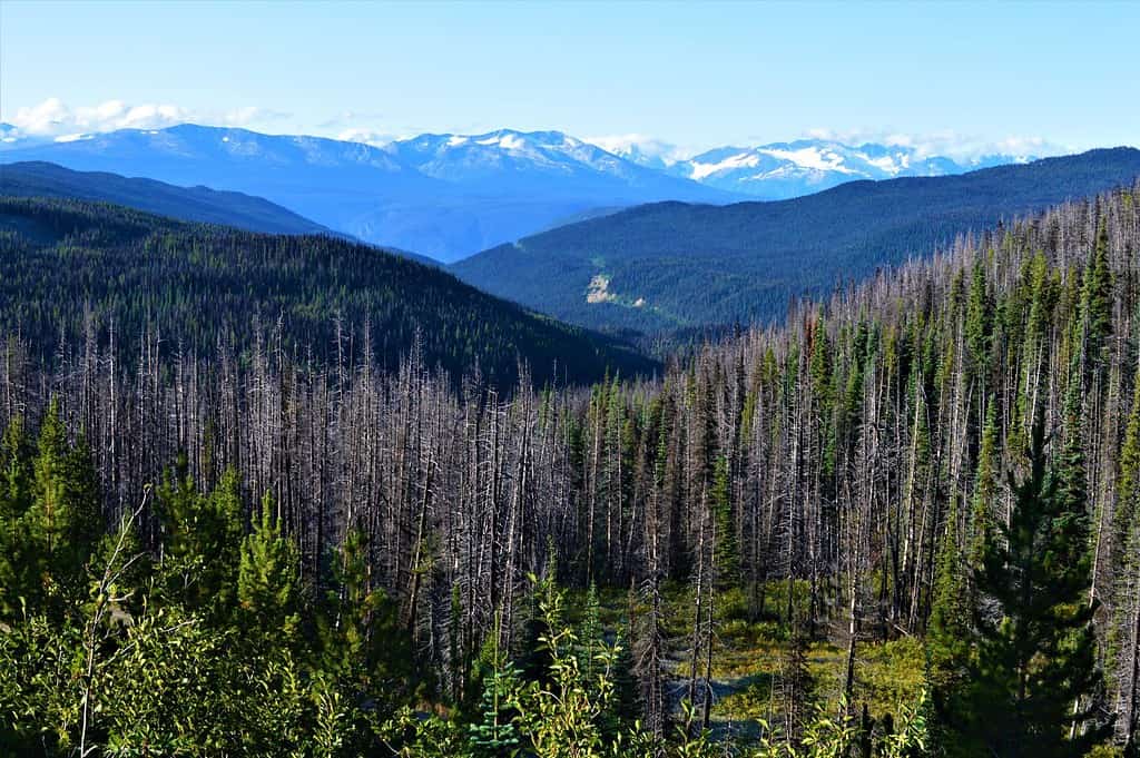 Parco Provinciale di Tweedsmuir, Columbia Britannica, Canada