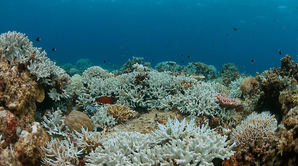 Lo sbiancamento dei coralli si verifica quando la temperatura della superficie del mare aumenta.