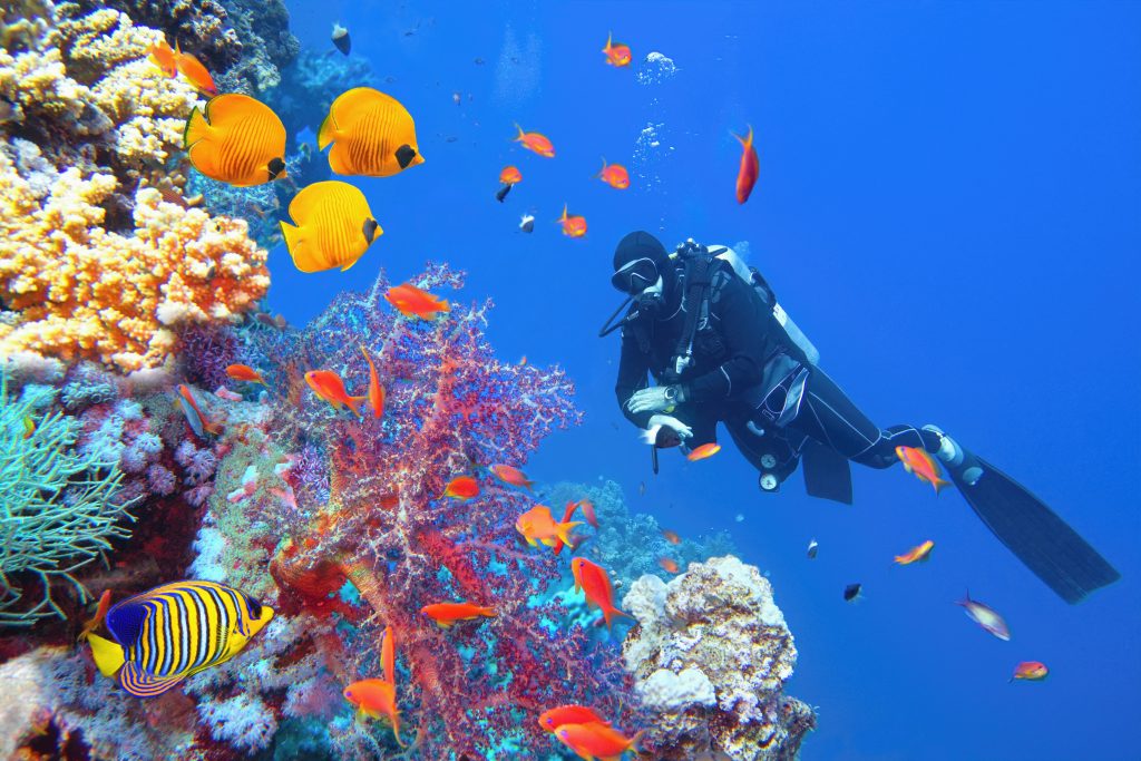 Subacqueo vicino alla bellissima barriera corallina circondata da banchi di pesci corallini colorati e pesci farfalla