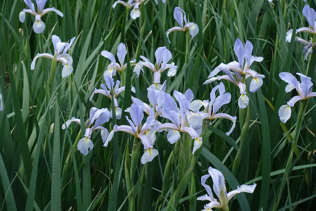 Fiori viola di Iris spuria a maggio