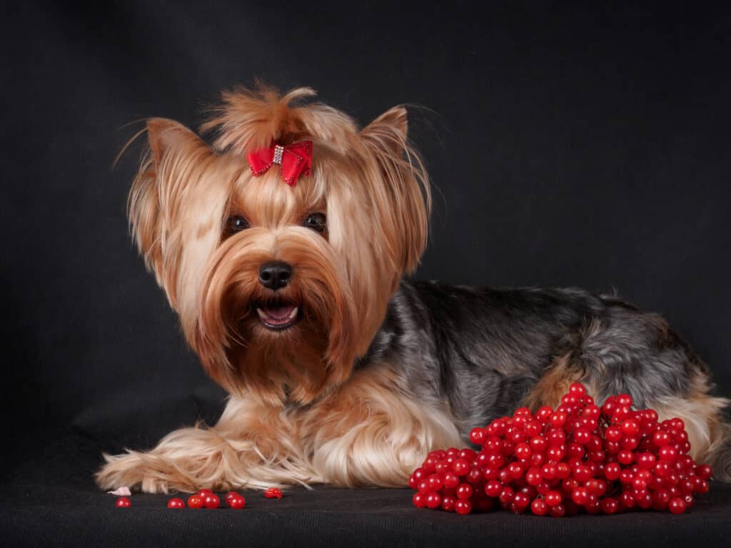 Giovane cane terrier con mirtilli rossi