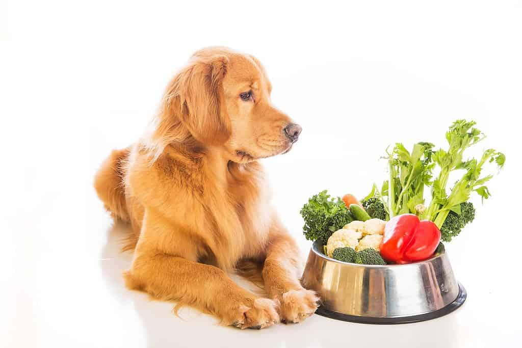 un bellissimo cane golden retriever guardando una ciotola di verdure