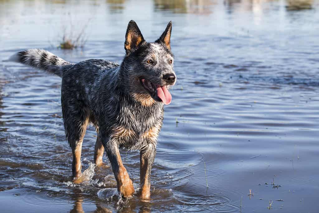 Australian Cattle Dog (Blue Heeler) che gioca nell'acqua di una diga a bocca aperta guardando in lontananza