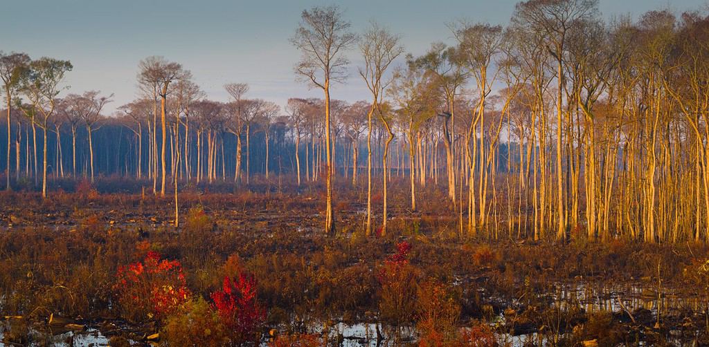 Piccola palude di Pee Dee all'alba nella Carolina del Sud