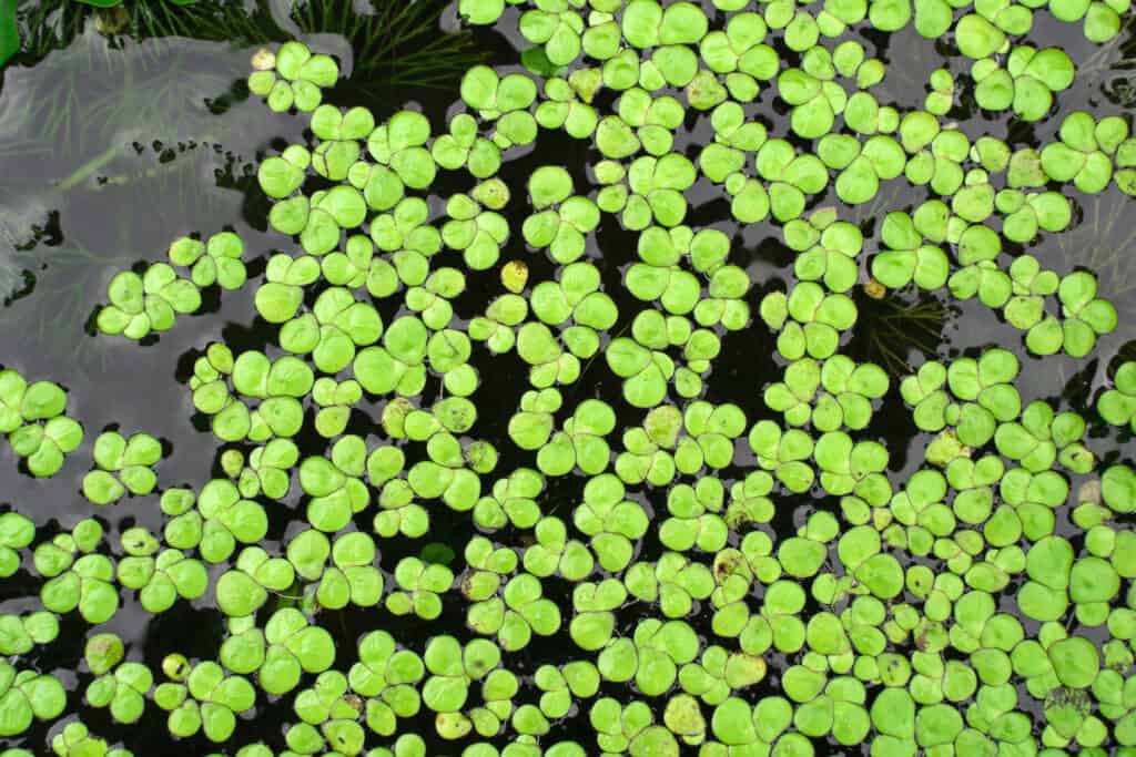 Lenticchia d'acqua