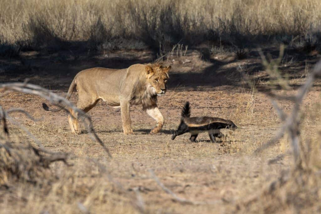 Tasso del miele e leone