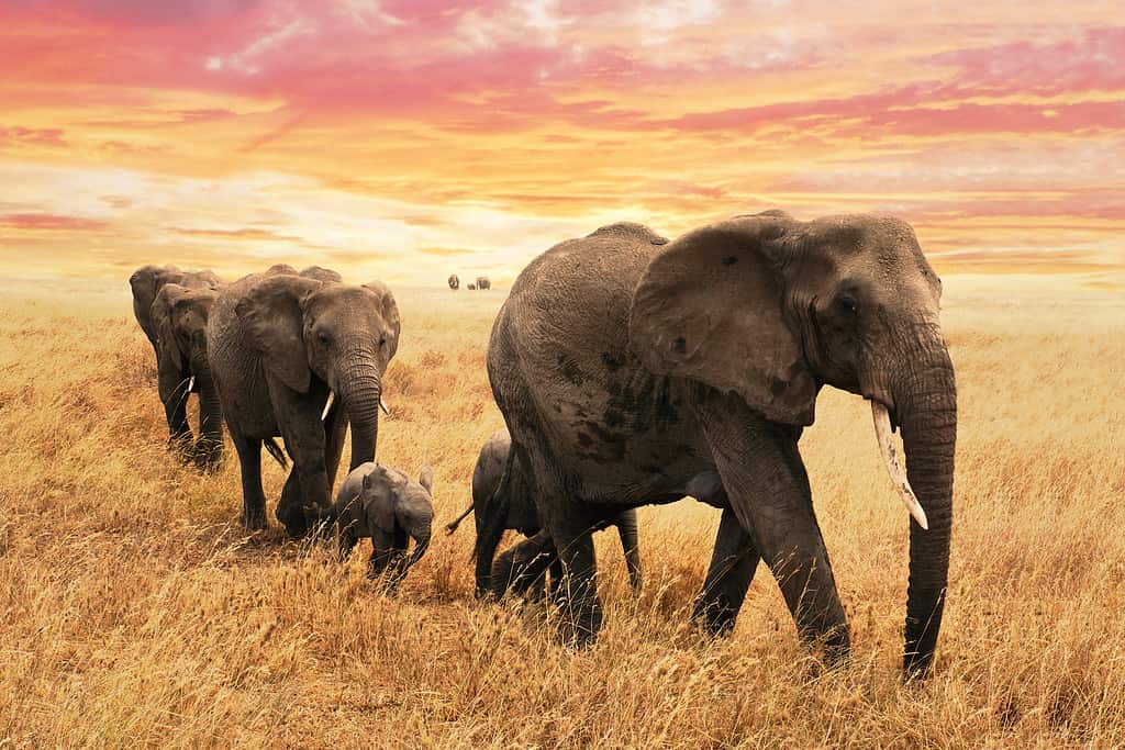 Elefante, Branco, Kenya, Elefante africano, Africa