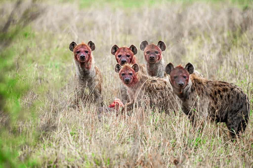 Gruppo di iene che mangiano prede nella savana
