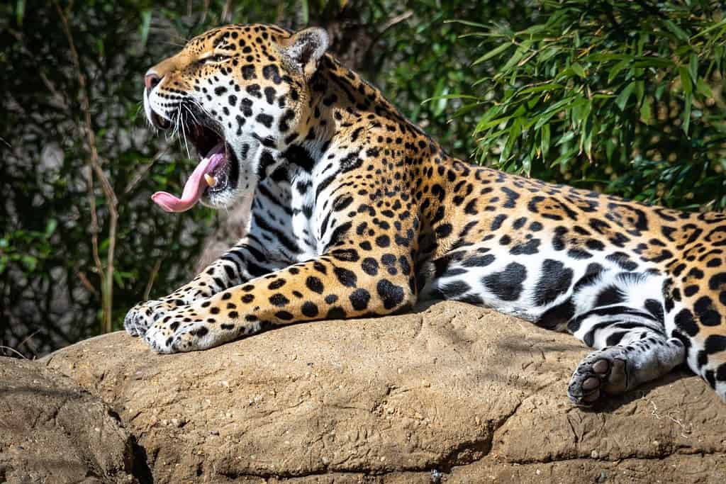 Jaguar che sbadiglia sulla roccia come esemplare dello zoo situato a Birmingham in Alabama.