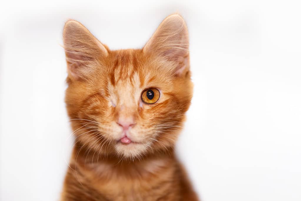 Gattino soriano arancione isolato su bianco