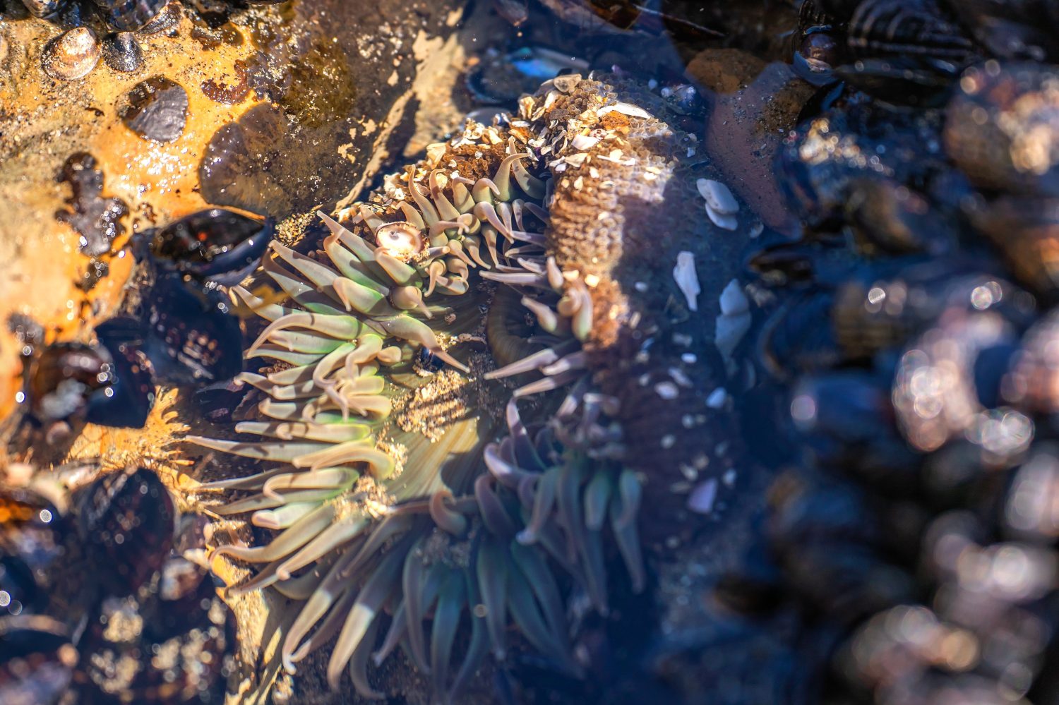 Anemone Starburst (anemone Sunburst) nell'Oceano Pacifico.  Primo piano dell'anemone di mare sott'acqua.  Messa a fuoco selettiva.