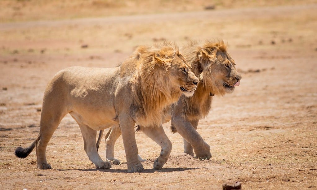 Fratelli leoni africani