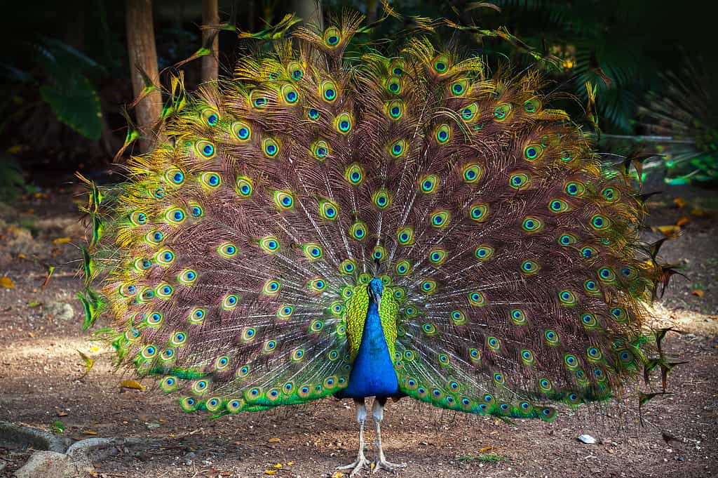 Wild Peacock va nella foresta oscura con Feathers Out