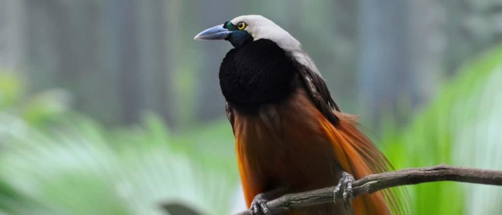 Maggiore uccello del paradiso della Nuova Guinea e dell'Indonesia