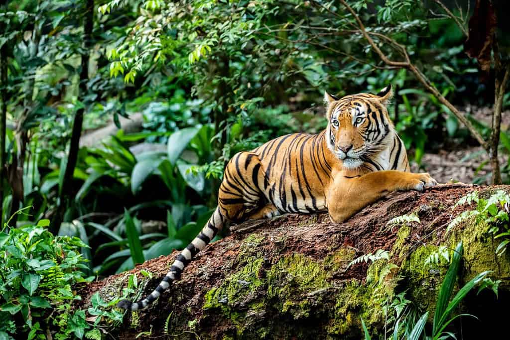 L'immagine del primo piano della tigre malese (Panthera tigris jacksoni).  È una popolazione di tigri nella Malesia peninsulare.  Questa popolazione abita le parti meridionali e centrali della penisola malese
