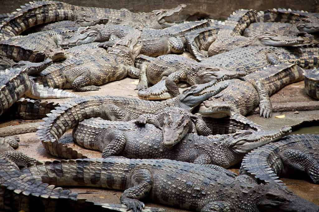Coccodrillo, tanti coccodrilli in Thailandia