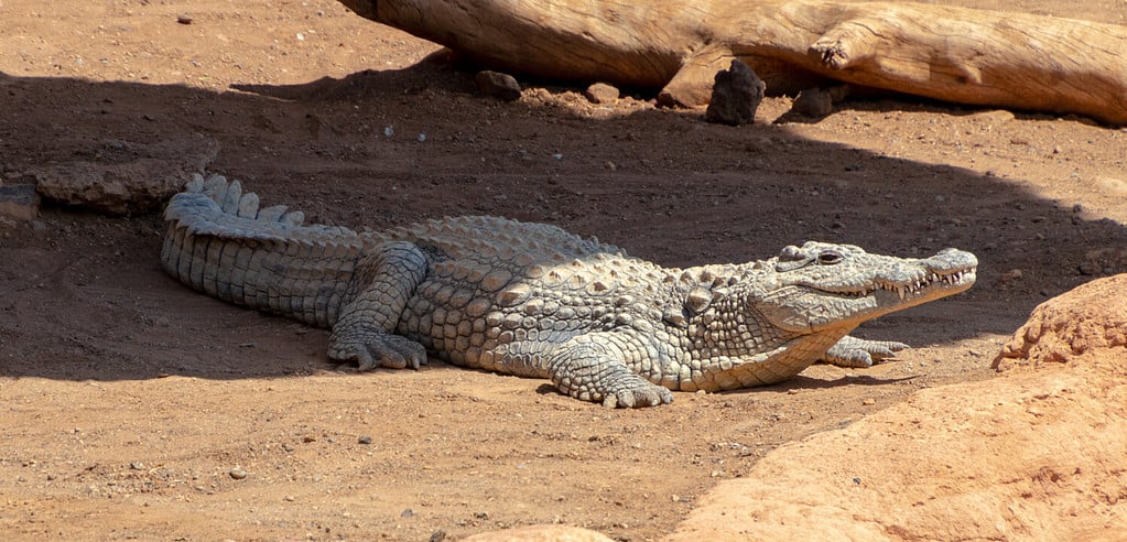 Uno scatto completo di un coccodrillo a terra che si crogiola al sole e si riposa mentre ci osserva