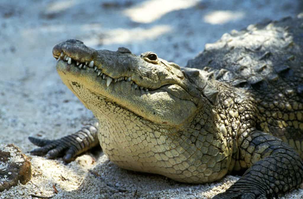 Coccodrillo di Morelet, crocodilus moreletii, testa di adulto, Honduras