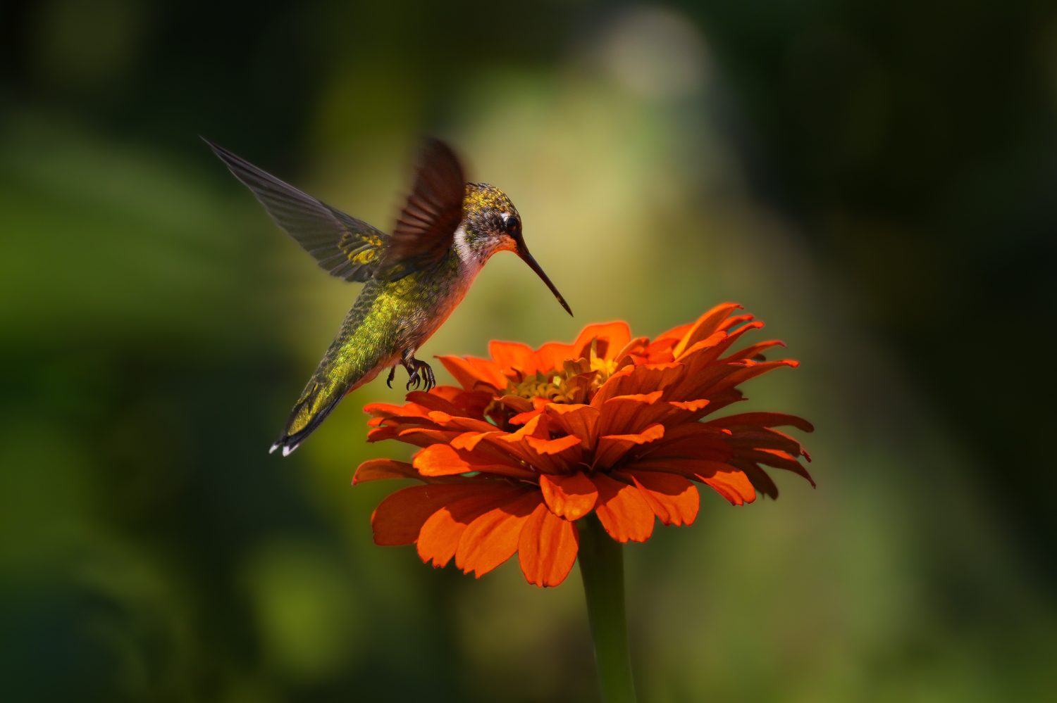 Il colibrì dalla gola rubino (Archilochus colubris) è una specie di colibrì che generalmente trascorre l'inverno in America Centrale, Messico e Florida, e migra in Canada e in altre parti dell'Eas