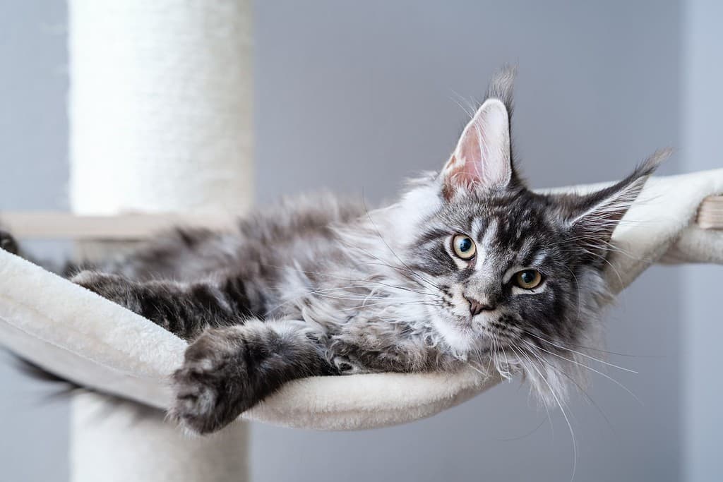 Carino tabby grigio argento giovane gatto maine coon sdraiato sull'amaca sull'albero del gatto a casa guardando la macchina fotografica.  Gattino di 4 mesi che si rilassa