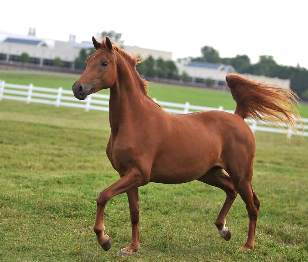 Una giovane cavalla castana Morgan Horse corre libera e disinibita, pavoneggiandosi.