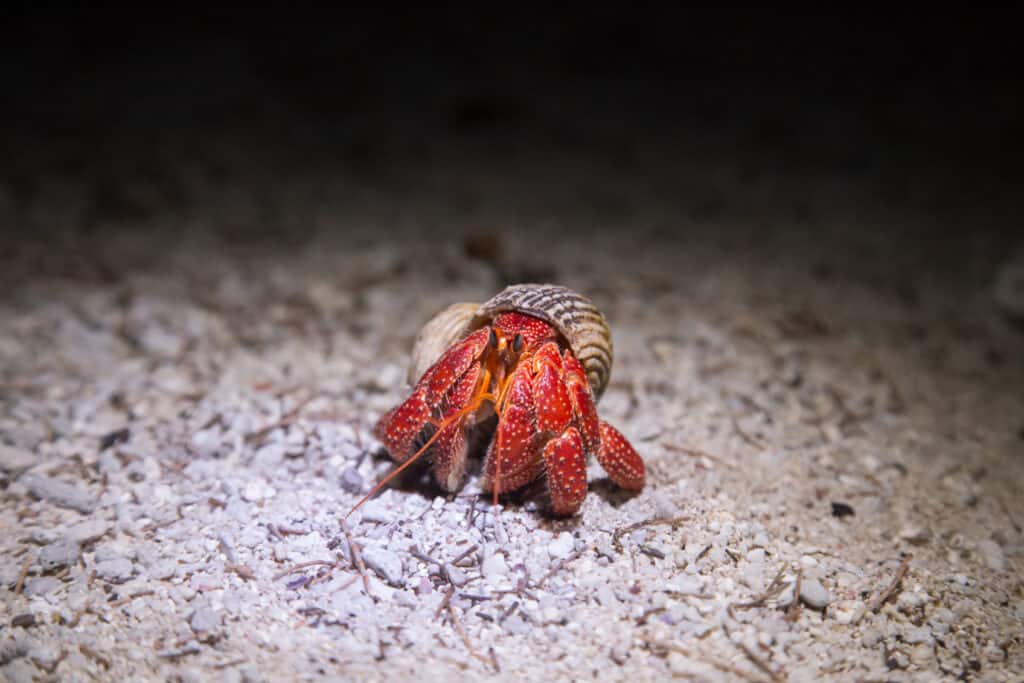 Un granchio eremita della fragola che cammina sulla spiaggia di notte