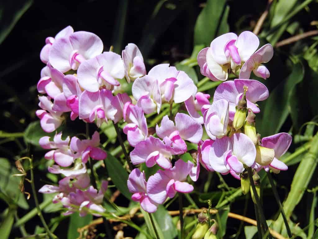 Fiori eterni di perle rosa di pisello dolce (Lathyrus latifolius, il peavine perenne, pisello perenne) che crescono nel giardino sotto il sole estivo