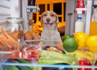 Cane che ruba il cibo dal frigorifero.