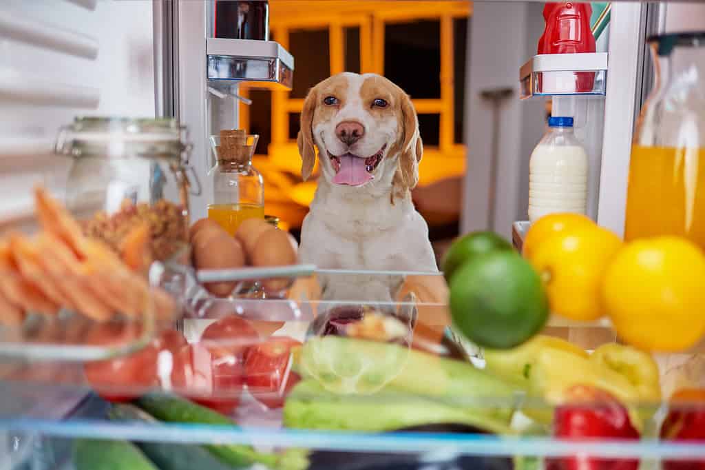 Cane che ruba il cibo dal frigorifero.