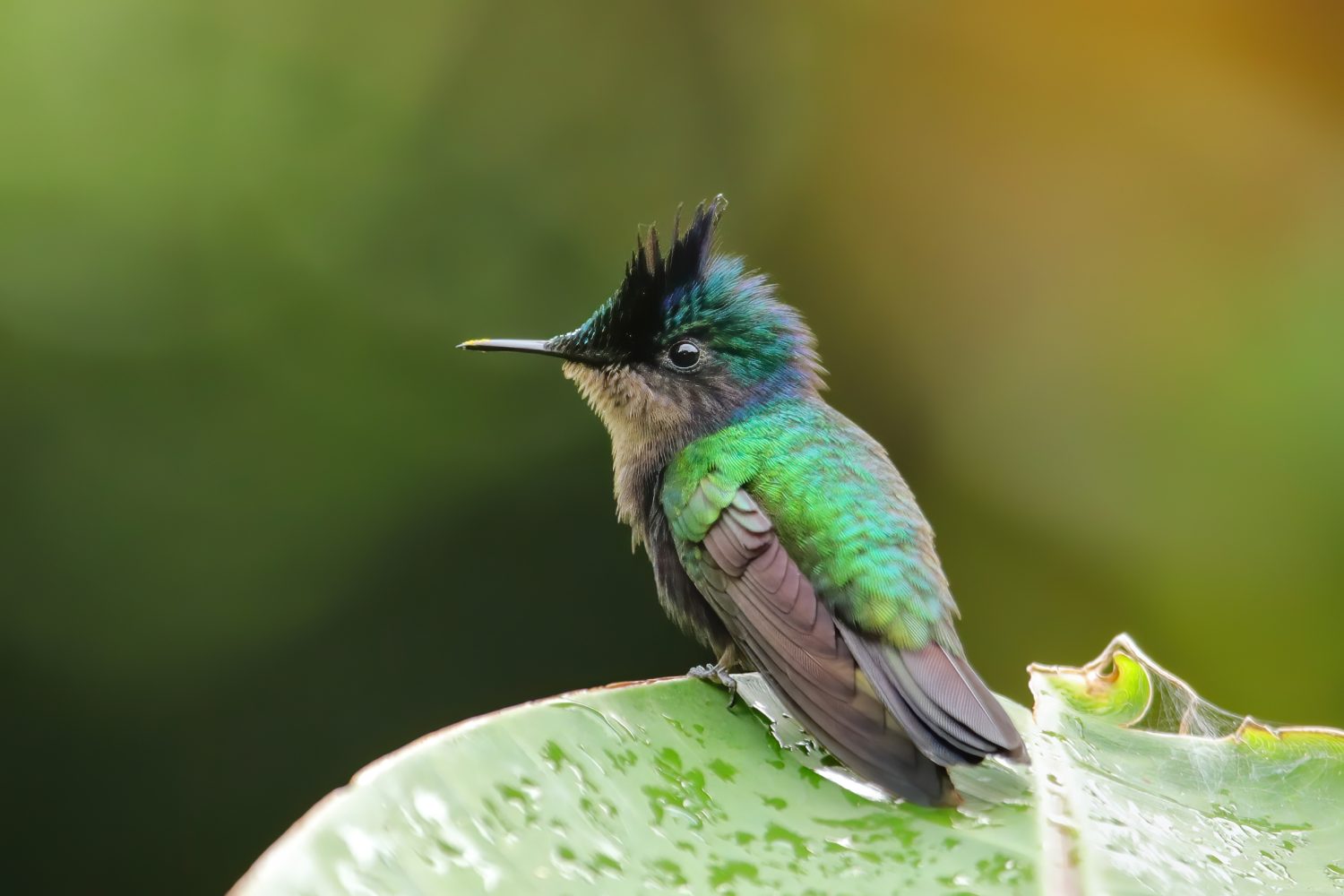 Colibrì crestato delle Antille (Orthorhyncus cristatus) seduto su una foglia, isola di Grenada, Grenada