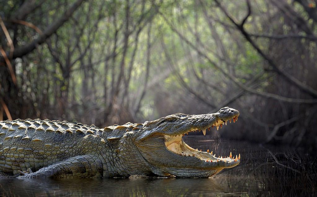 Grande coccodrillo, Parco Nazionale, Sri Lanka