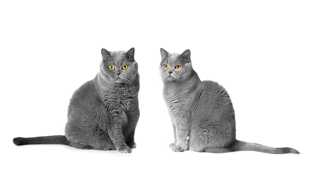 Due gatti British Shorthair di colore blu, maschio e femmina, si siedono insieme su uno sfondo bianco e guardano attentamente nella telecamera con grandi occhi arancioni.  Gatti di razza scozzesi e britannici in isolamento