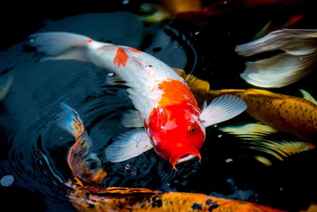 Carpa fantasia che nuota in uno stagno.  Carpe fantasia o pesci Koi nuotano nello stagno, movimento del nuoto e dello spazio.