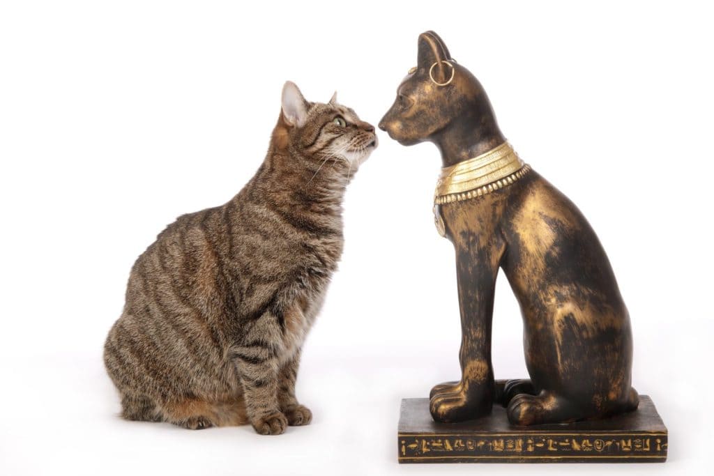 replica di una statua della dea gatto egiziana Bastet davanti a un vero gatto soriano europeo come confronto su sfondo bianco isolato studio