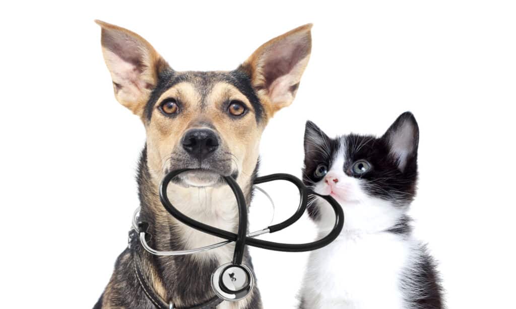 Cane e gattino con uno stetoscopio su sfondo bianco