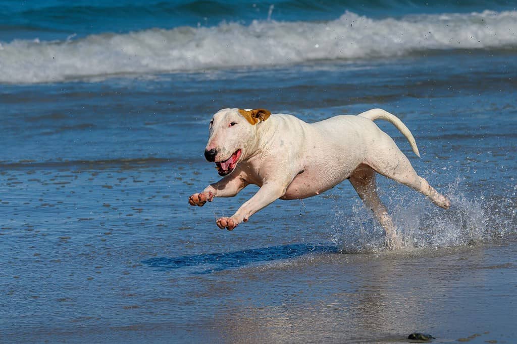 Cane Bull Terrier che delimita le acque poco profonde sulla spiaggia.