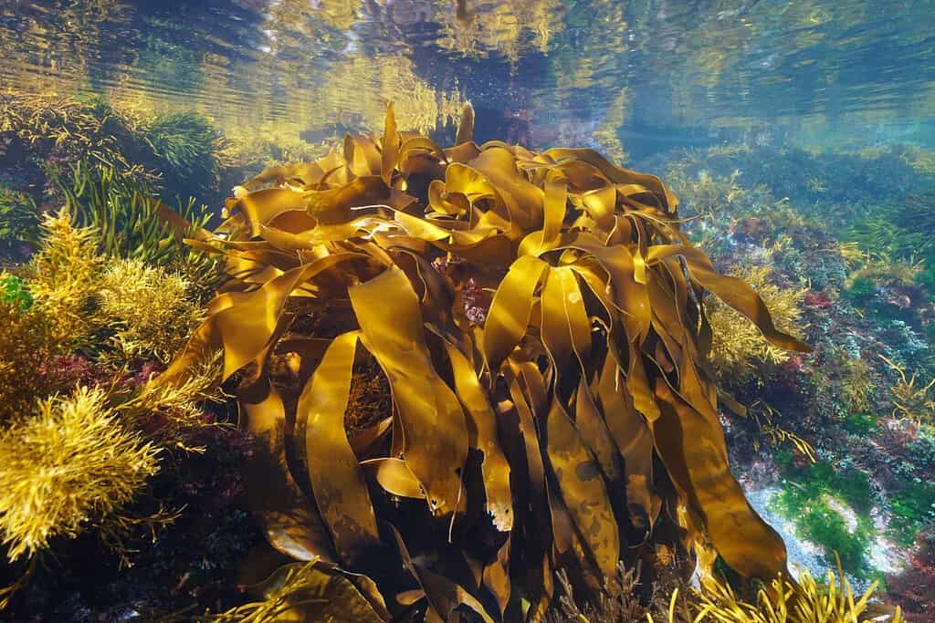 Alghe nell'oceano, alghe kelp dorate, Laminaria ochroleuca, scena subacquea, Atlantico orientale, Spagna