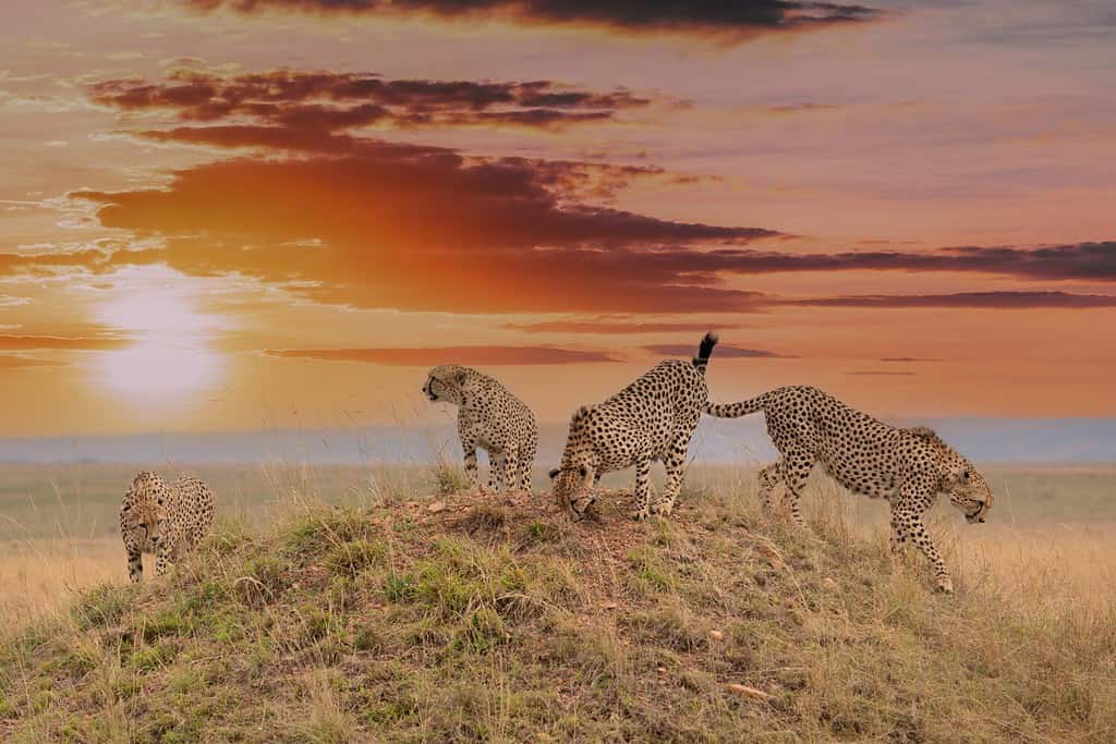 La famosa coalizione di ghepardi chiamata Tano Bora segna il loro territorio durante la bellissima alba, Riserva Nazionale Masai Mara, Kenya