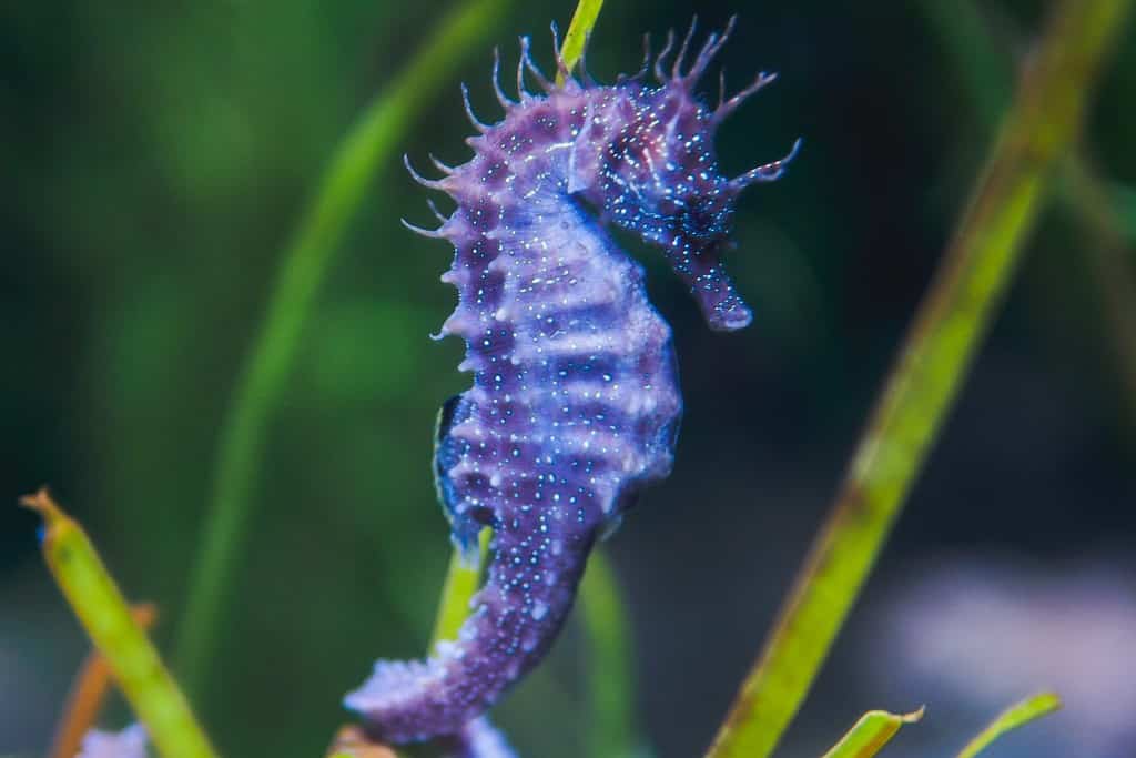 cavalluccio marino viola nell'acqua dell'acquario nell'oceanario.